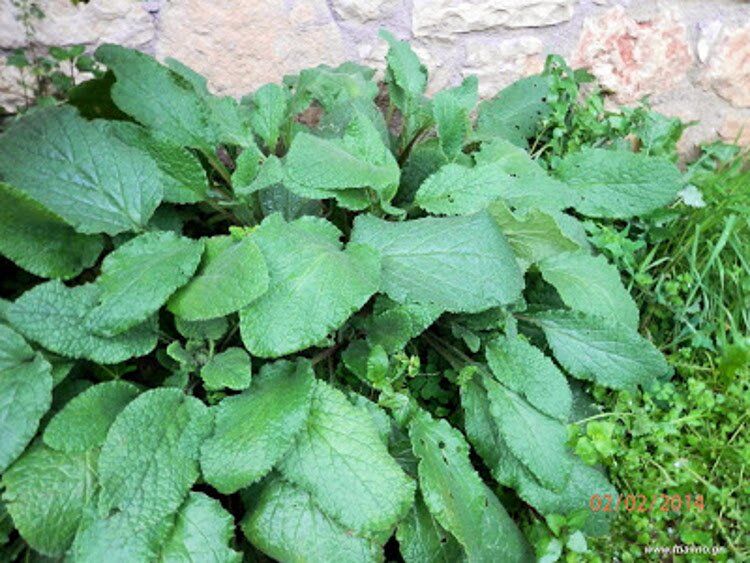 Borago Officinalis 750X563 1