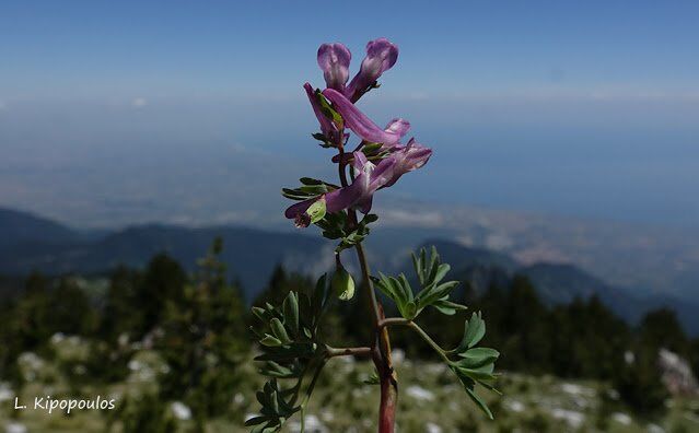 Corydalis Solida Subsp. Incisa 1 6 16 1 639X396 1