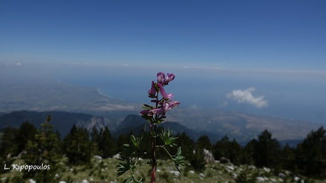 Corydalis Solida Subsp. Incisa 1 6 16 2 640X360 1