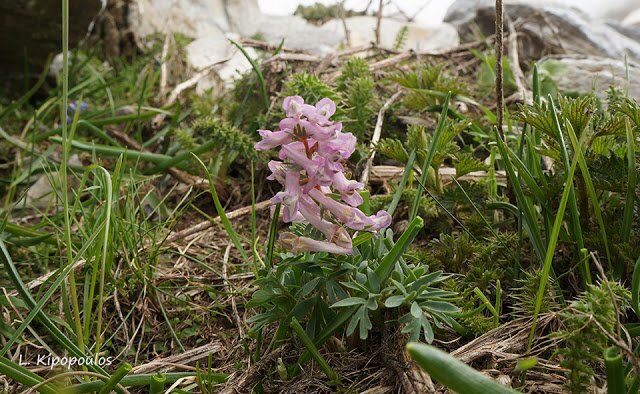 Corydalis Solida Subsp.incisa 15 6 13 2 1 640X394 1