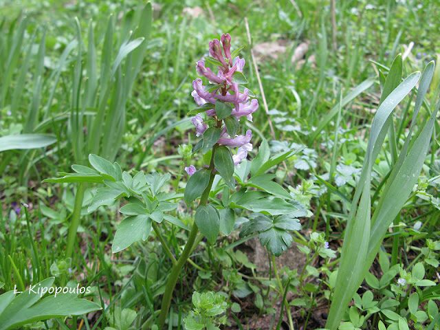 Corydallis Cava 10 4 07 037 1