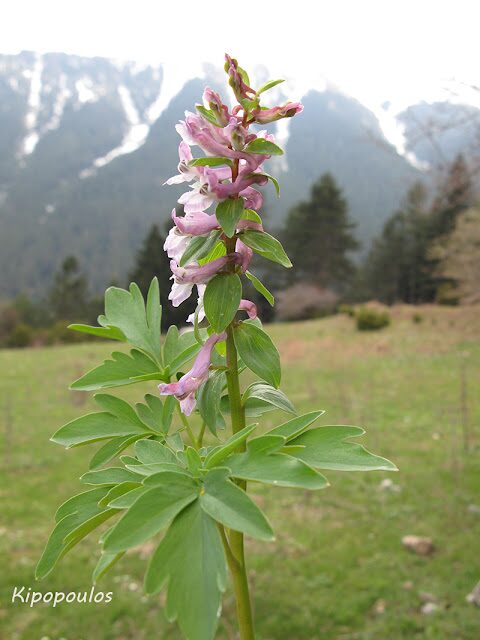 Corydallis Cava 10 4 07 037 3