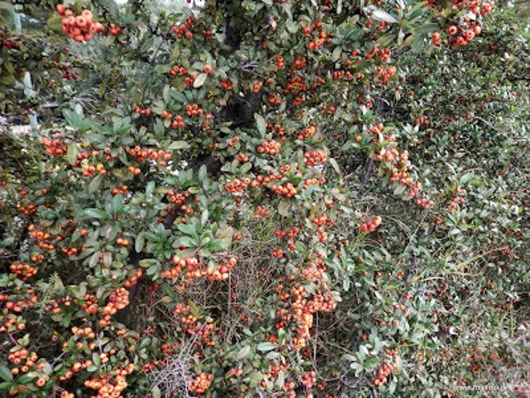 Cotoneaster Pyracantha Spach 750X563 1