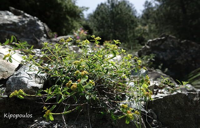 Euphorbia Glabriflora 11 5 20 10 640X412 1