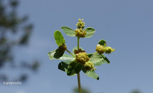 Euphorbia Glabriflora 11 5 20 5 640X388 1