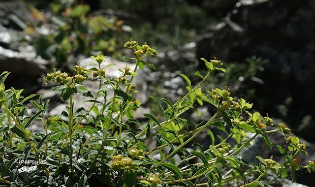 Euphorbia Glabriflora 11 5 20 9 640X380 1