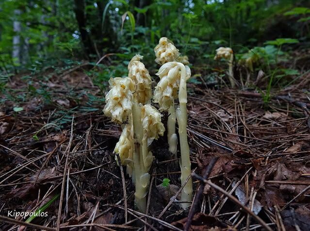 Hypopitys Monotropa 4 6 17 639X476 1