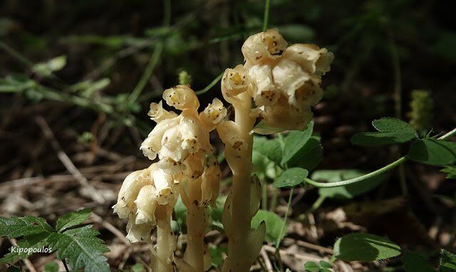 Monotropa Hypop 14 6 19 1 640X383 1