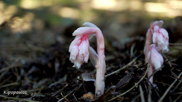 Monotropa Hypop 24 6 13 640X359 1