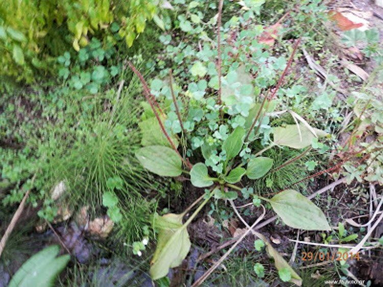 Plantago Major 750X563 1