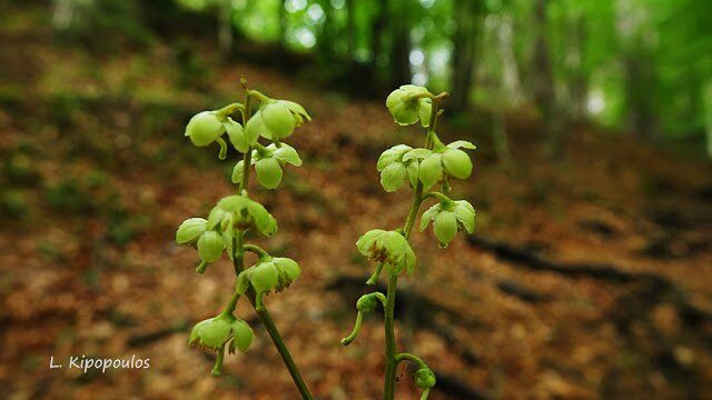 Pyrola Chlor 3 640X360 1