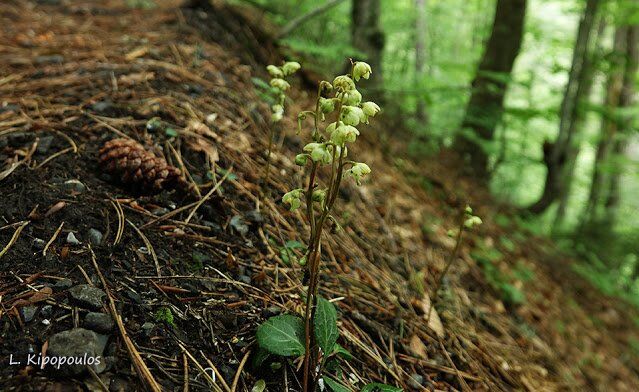 Pyrola Chlor 5 639X392 1