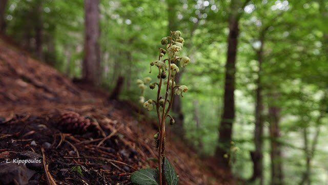 Pyrola Chlor 7 640X360 1