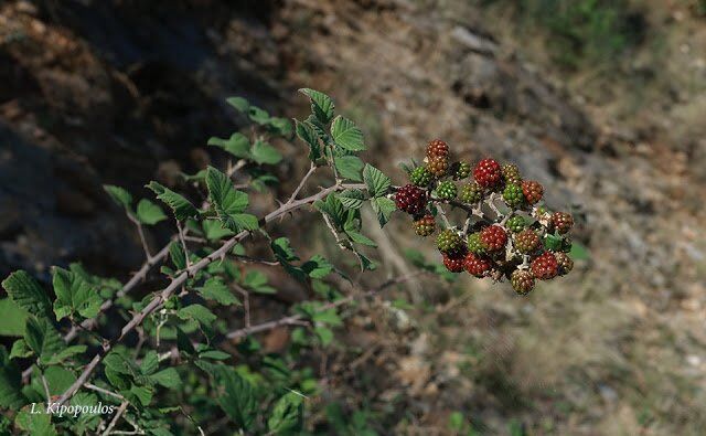 Rubus Sanctus 27 10 20 1 640X395 1