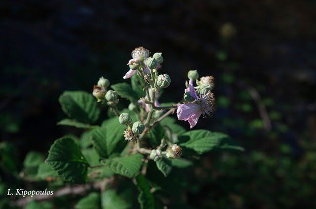 Rubus Sanctus 27 10 20 2 639X422 1