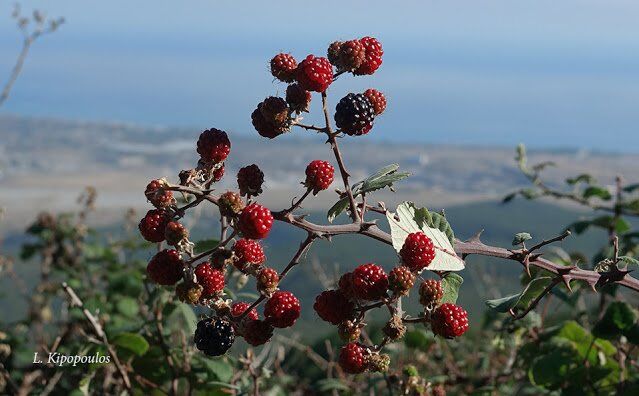 Rubus Sanctus 27 10 20 3 639X396 1