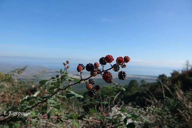 Rubus Sanctus 27 10 20 5 1 639X426 1