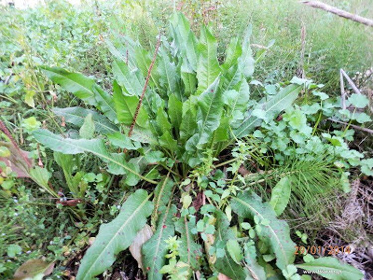 Rumex Sp. 750X563 2