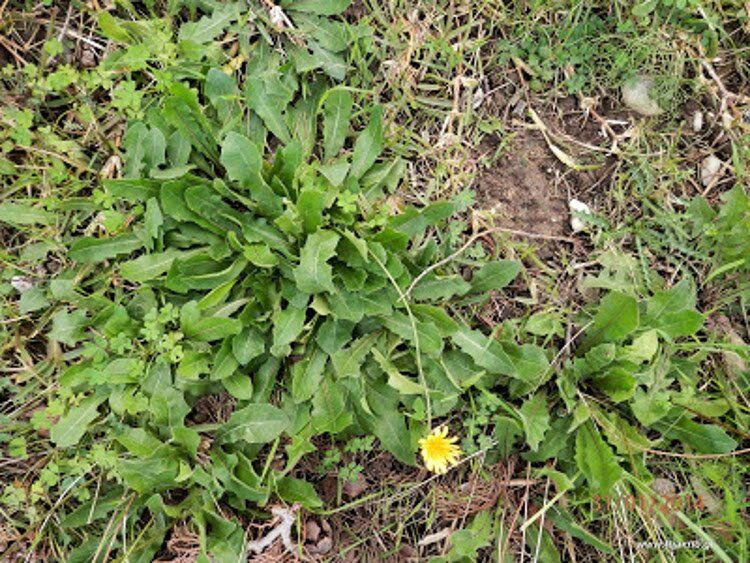 Άγρια Ταραξάκο Taraxacum Officinalis 750X563 1