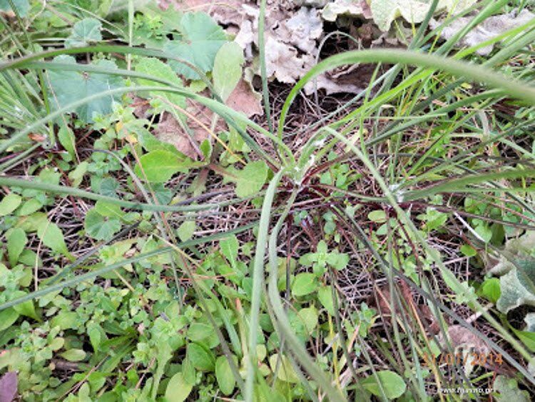 Ο Πρασόφυλλος Tragopogon Porrifolius 750X563 1