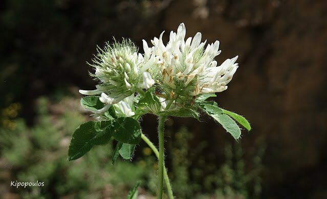 Trifolium Pignantii