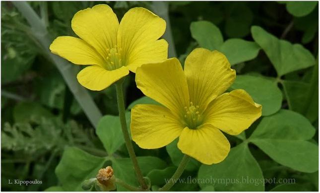 Oxalis Pes Capraea 20 4 20 4 1 645X390 1