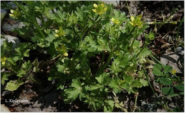 Ranunculus Muricatus 6 1 645X396 1