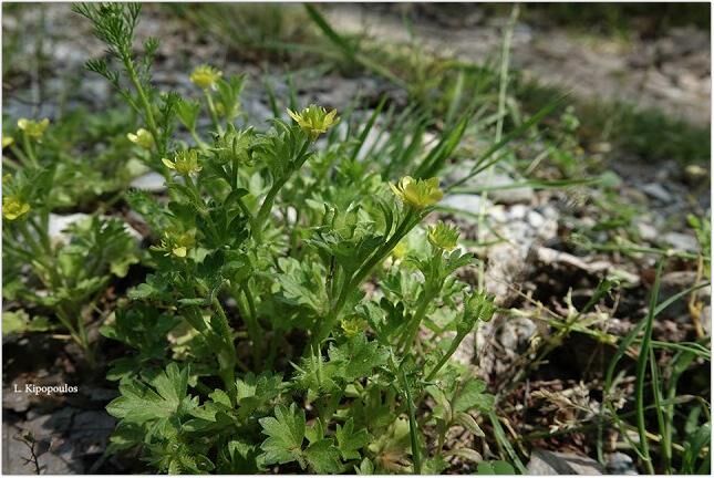 Ranunculus Muricatus 9 1 645X432 1