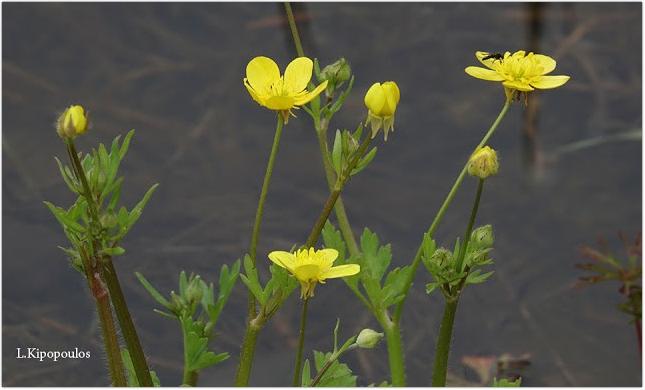 Ranunculus Sardous 30 3 20 13 645X390 1