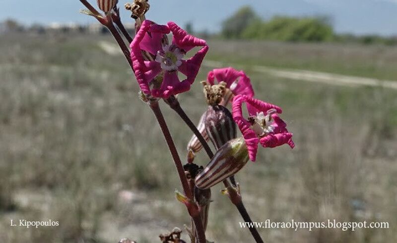 Silene Colorata 18 4 20 18 800X491 1