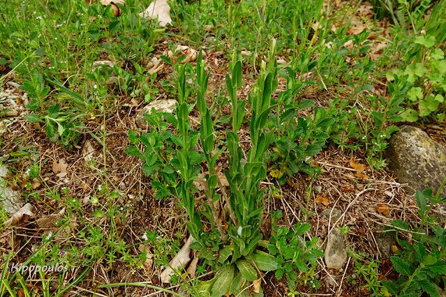 Arabis Sagittata 1 5 21 5 639X426 1