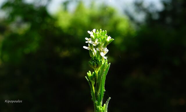 Arabis Sagittata 5 5 21 5 640X386 1