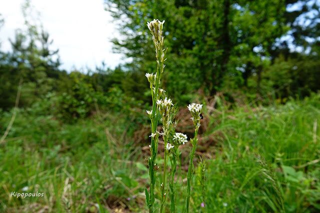 Arabis Sagittata 9 5 21 2 639X426 1