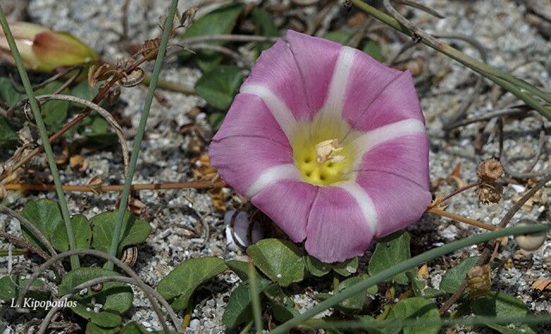 Calystegia Soldanella 18 5 20 8 1 780X472 1