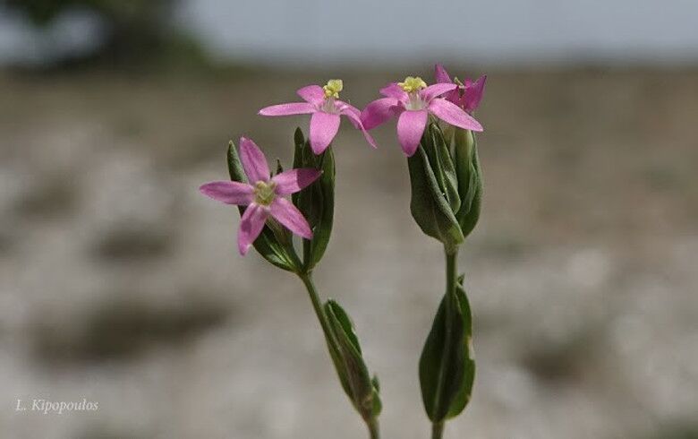 Centaurium Pulchellum 780X490 1