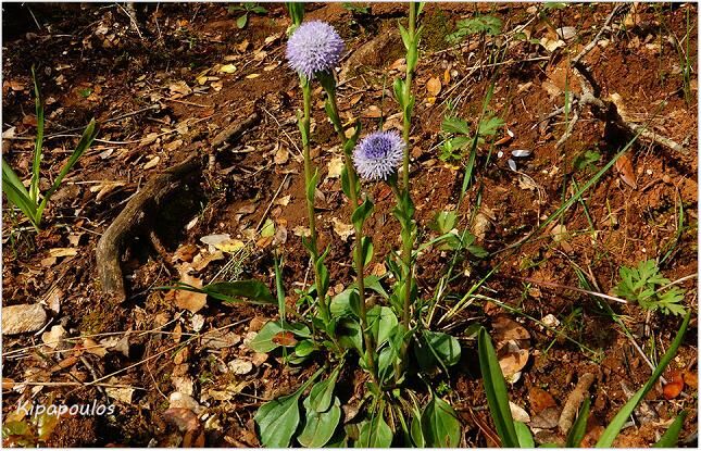 Globularia Bisnagarica 2 5 21 10 645X415 1