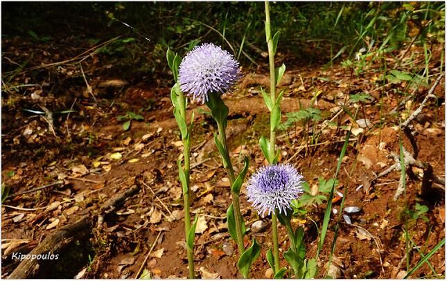 Globularia Bisnagarica 2 5 21 12 645X406 1