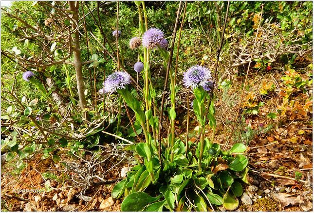 Globularia Bisnagarica 2 5 21 3 645X439 1