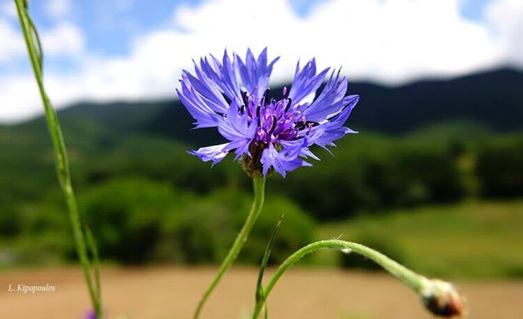 Centaurea Cyanus 10 6 20 7 750X458 1