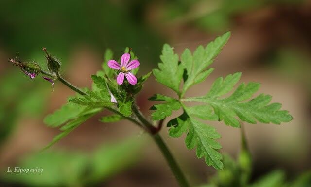 Geranium Robertia Dsc02681 640X385 1