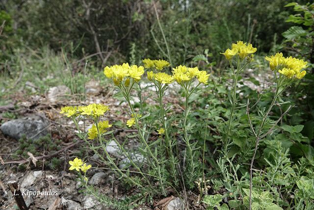 Haplophyllum Coronatum 12 5 20 11 640X427 1