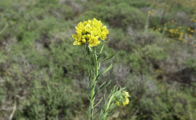 Haplophyllum Coronatum 12 640X392 1