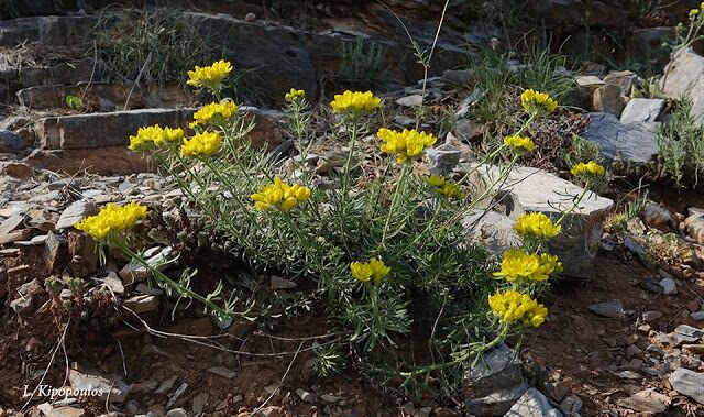 Haplophyllum Coronatum 3 640X379 1