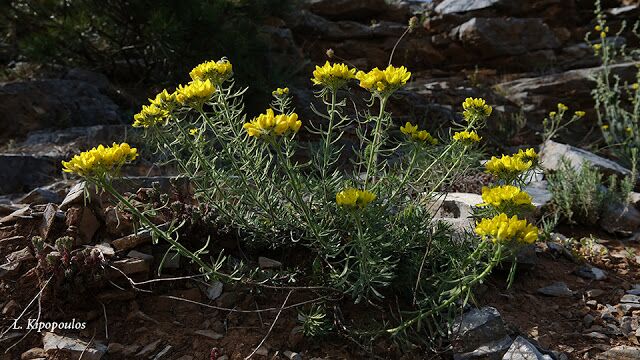 Haplophyllum Coronatum 4 640X360 1