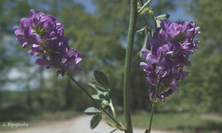 Medicago Sativa Subsp. Sativa 3 5 20 9 750X449 1