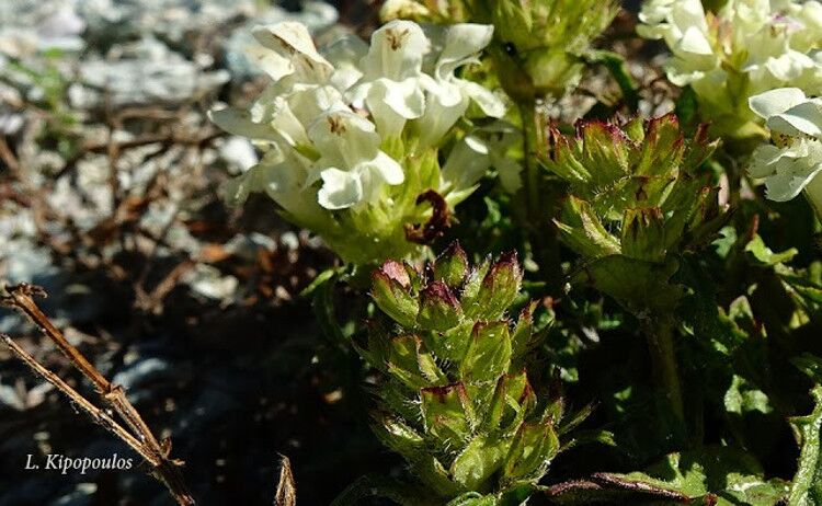 Prunella Laciniata X21 750X462 1