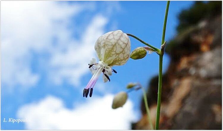 Silene Fabarioides 21 750X441 1