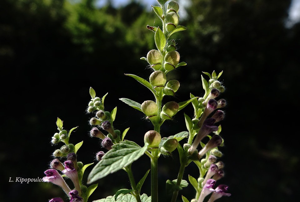 Scutel Ruprstris Subsp. Olympica 31 5 20 10