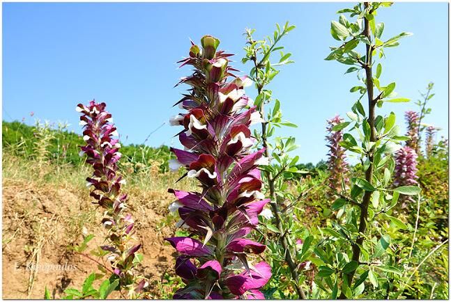 Acanthus Spinosus 5 7 20 9 1 647X434 1