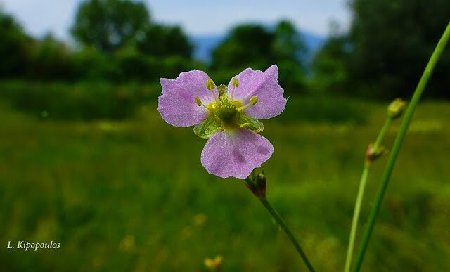 Alisma Lanceolatum 3 640X387 1